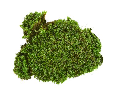 beyaz zemin üzerine yeşil yosun