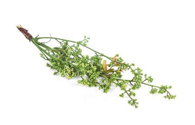 Siyam neem ağacı, Nim, tespihağacı, kinin (Azadirachta indica A. 