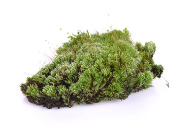 beyaz zemin üzerine yeşil yosun