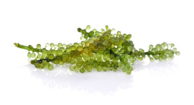 Beyaz sırt grubunda deniz yosunu (yeşil havyar).