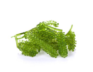 Beyaz sırt grubunda deniz yosunu (yeşil havyar).