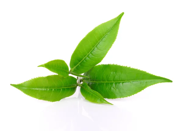 Hoja de té verde sobre fondo blanco — Foto de Stock