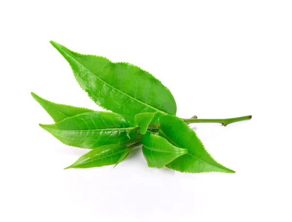 Зелений чайний лист на білому фоні — стокове фото