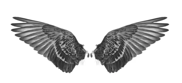 Beyaz arkaplanda kuşun kanadı.