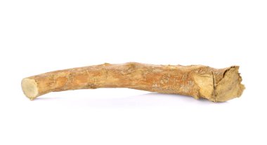 Beyaz tongkat olarak da bilinen eurycoma longifolia 