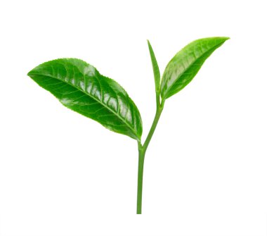 Beyaz arkaplanda yeşil çay yaprağı