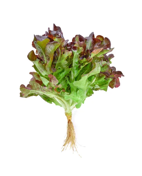 Beyaz arka plan üzerinde izole taze kırmızı meşe marul.