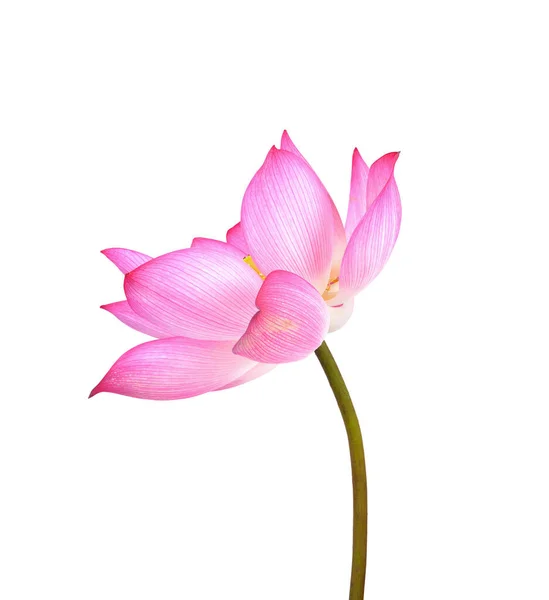 美しい蓮（白地に孤立した一本の蓮の花） — ストック写真