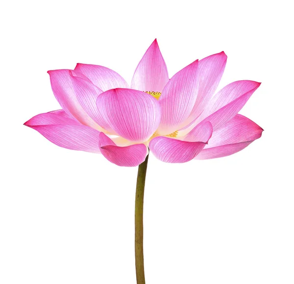 Lotus flower on white background — Stock Photo, Image