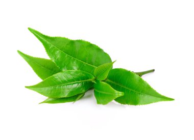 Beyaz arkaplanda yeşil çay yaprağı
