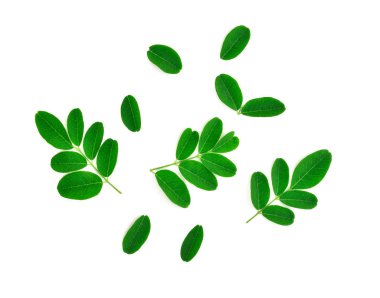 moringa yaprakları beyaz arkaplanda izole edilmiş