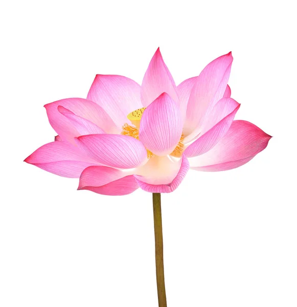 Beyaz arkaplanda nilüfer çiçeği