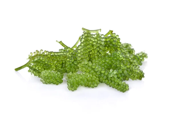 Uvas marinas (caviar verde) algas sobre fondo blanco — Foto de Stock