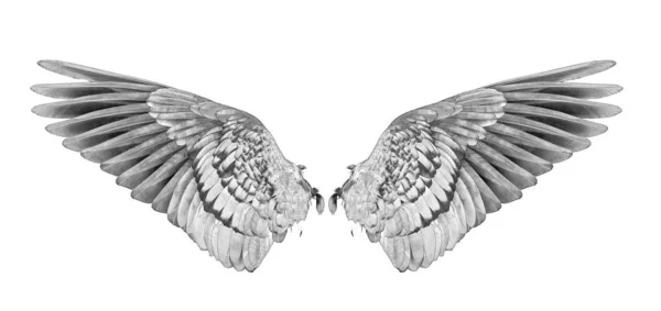 Beyaz arkaplanda kuşun kanadı.