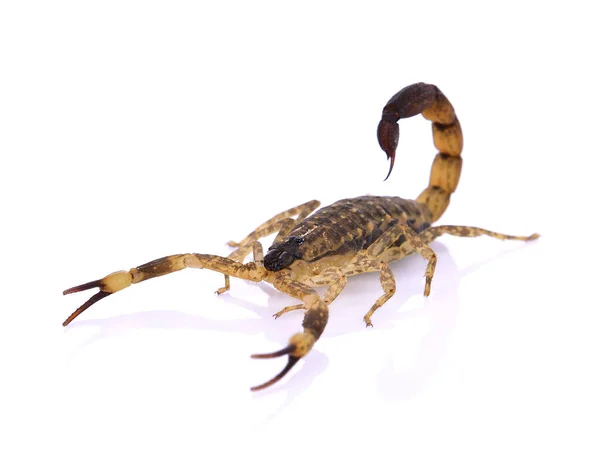 Scorpion on white background. — Stock Photo, Image