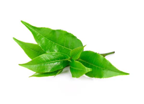 Hoja de té verde sobre fondo blanco —  Fotos de Stock