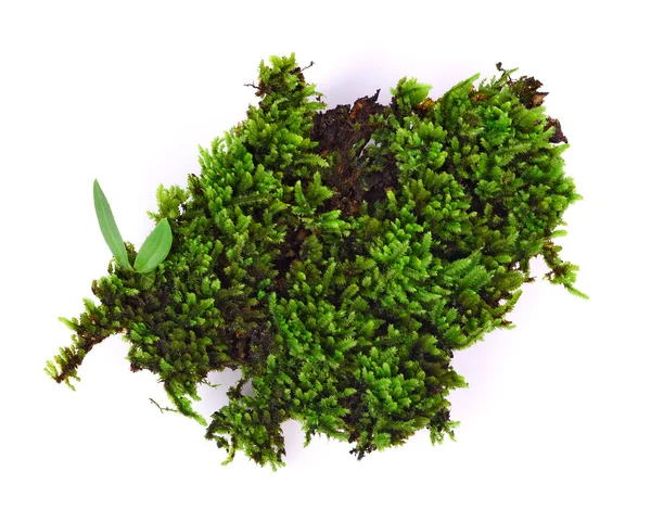Beyaz zemin üzerine yeşil yosun — Stok fotoğraf