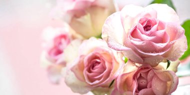 Mesaj için boş yeri olan pembe güller. Boşluğu kopyala