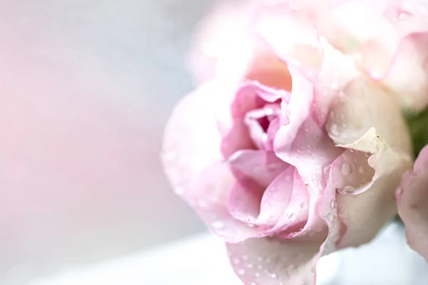 Różowy bukiet róż z wolnym miejscem na tekst. przestrzeń kopiowania — Zdjęcie stockowe