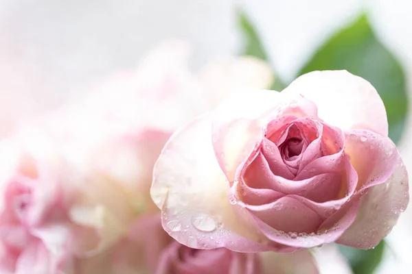 Różowy bukiet róż z wolnym miejscem na tekst. przestrzeń kopiowania — Zdjęcie stockowe
