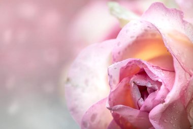 Su damlalı soluk pembe güller grubu, tatil geçmişi, anneler günü, 8 Mart, tebrik kartı. Boşluğu kopyala