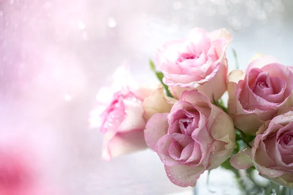 Grupa Jasnoróżowych Róż Kroplami Wody Tło Świąteczne Dzień Matki Marca — Zdjęcie stockowe