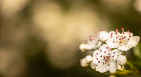 春天的白色山楂花 背景是绿色的 有选择的重点 — 图库照片