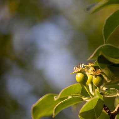 Ağaç dalında organik armutlar. Uzayı kopyala Seçici odak