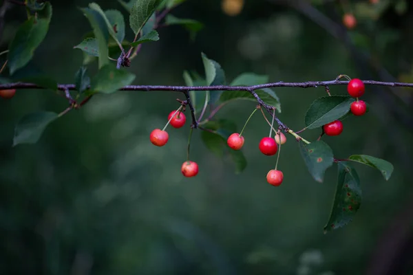 Merah ceri pada cabang yang indah pada latar belakang daun. Salin ruang. — Stok Foto
