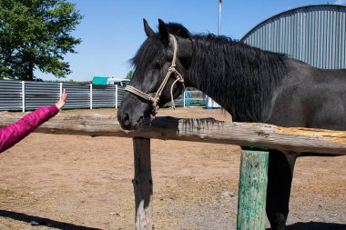 Çocuk, uzun yeleli ve dizginleri çiftlikte duran zarif siyah aygır atını tutuyor.