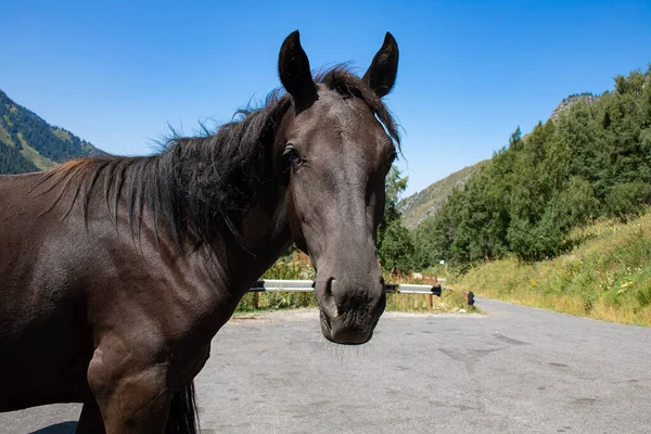 Czarny Koń Ogier Grzywą Stojący Górach Almaty Przestrzeń Kopiująca — Zdjęcie stockowe