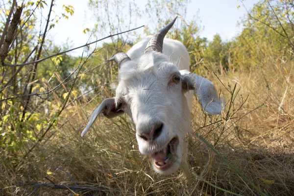 White Goat Village Walking Green Grass Summer Sunny Day — Stock Photo, Image