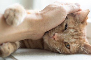 Avuç içi kırmızı kediyi pencere pervazında, yatay