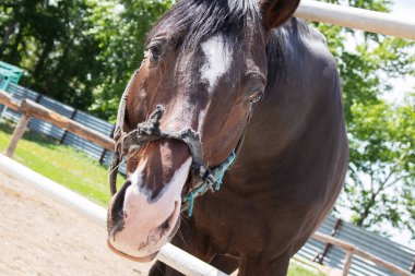 Çiftlikte uzun yeleli kırmızı tay, eyersiz.