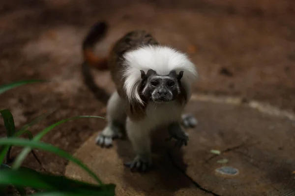 Beyaz başlı Tamarin maymun — Stok fotoğraf