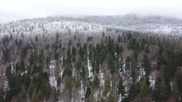 侧卧在雪地里的树上 从无人机拍摄 — 图库视频影像