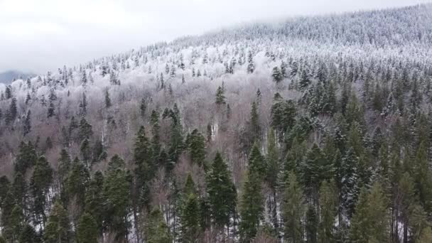 Der Kiefernwald Ist Zur Hälfte Mit Schnee Bedeckt Aufstieg — Stockvideo