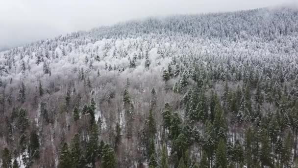 Dron Vuela Sobre Bosque Pinos Medio Cubierto Nieve — Vídeo de stock