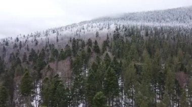 Çam ormanının yarısı karla kaplı..