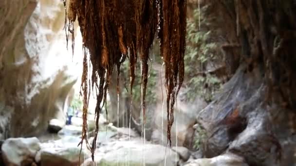 Eau Coule Long Des Racines Des Arbres Dans Gorge Avakas — Video