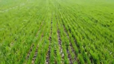 Alanın havadan görünüşü. Tarım endüstrisi. Gün ışığı. Hızlı hareket..