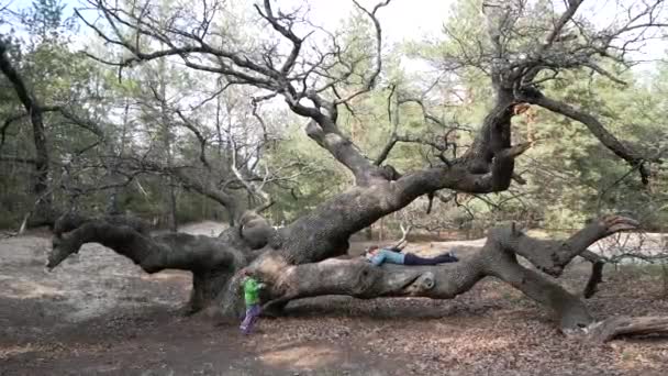 一个女孩睡在森林里的一棵大树上 孩子跑向妈妈 — 图库视频影像