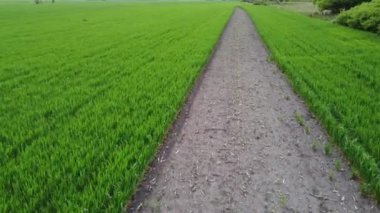 Ateş ve ateşin yayılmasına karşı tarlada biçilmiş bitkiler. Yangın koruması. İHA görüntüleri.