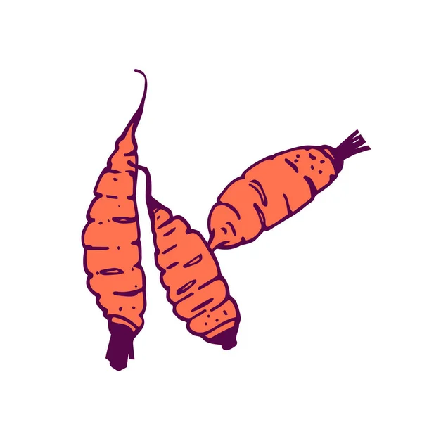 Three carrots illustration. Hand-drawn in cartoon style. — ストックベクタ