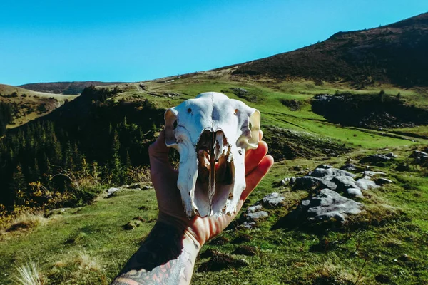 Crâne Crâne Slovaquie Fujifilm — Photo