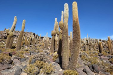 Kaktüs Island'da Uyuni tuz düz