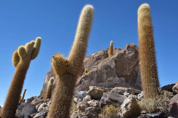 Île de Cactus à Uyuni Salt Flat — Photo