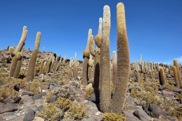 Île de Cactus à Uyuni Salt Flat — Photo