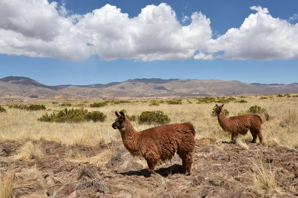 Lamas em Huancavelica, Peru — Fotografia de Stock