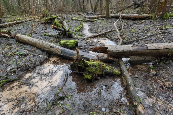 Pequeño arroyo atraviesa bosque salvaje — Foto de Stock